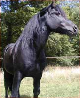 il est pas beau?